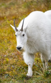 Mountain goat