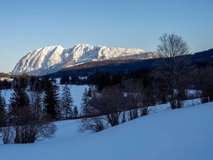 Trees in winter landscape