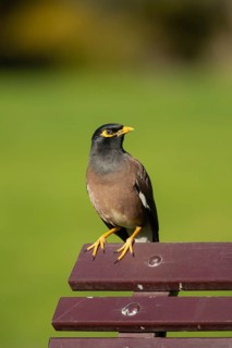 Common myna