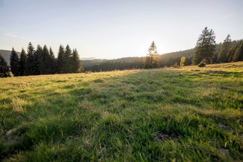Meadow in the forest at sunrise in Todtnauberg