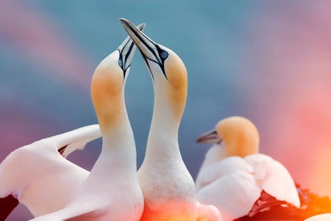 Northern gannet