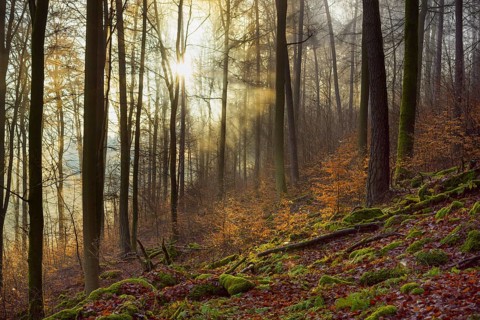 Mountain Forest at Sunrise with Morning Haze