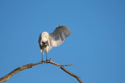 Great egret