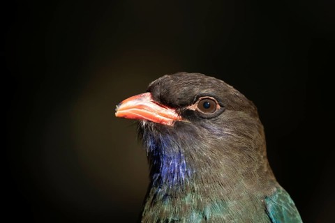 Oriental dollarbird