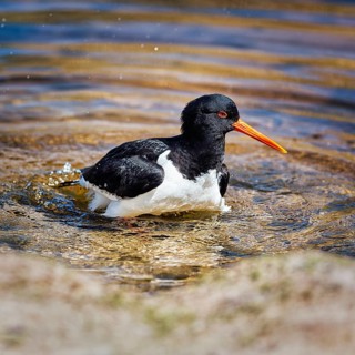 Eurasian oystercatcher