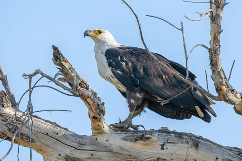 African fish eagle