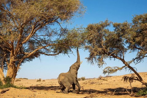 African Elephant