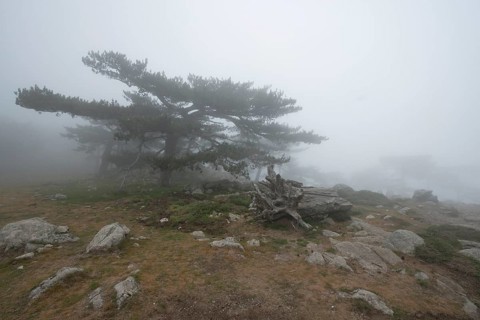 European black pines