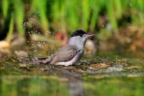 Blackcap