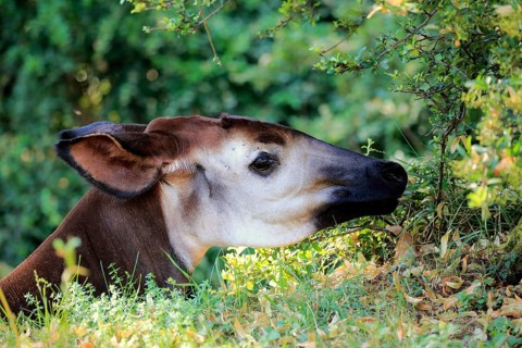 Okapi