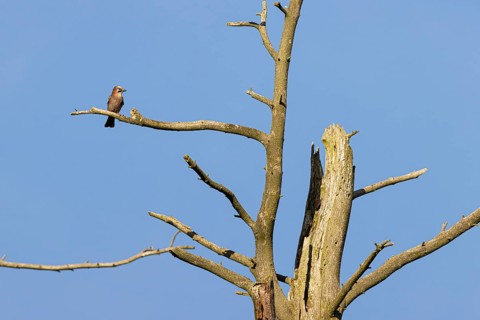 Eurasian jay