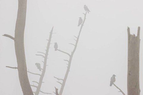 Hooded crow
