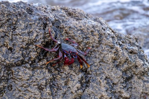 Red rock crab