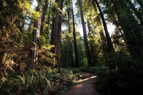 Hiking trail through forest with coastal sequoia trees