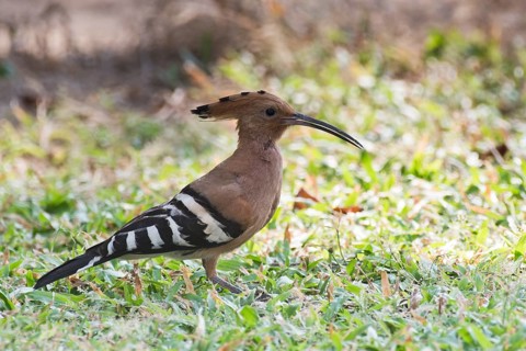 Hoopoe