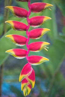 False bird-of-paradise