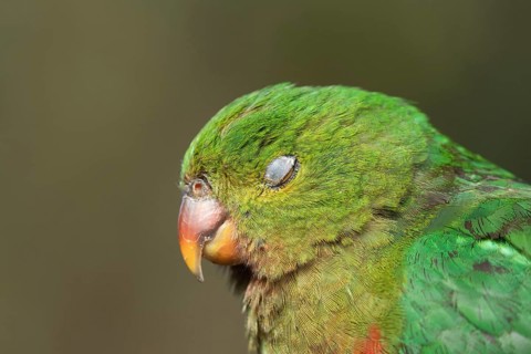 Australian King Parrot