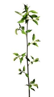 Bare rock pear