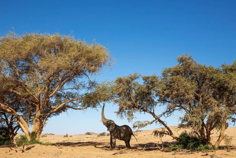 African Elephant