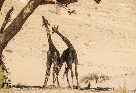 Angolan Giraffe