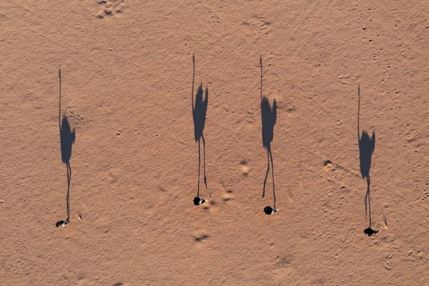 Ostrich