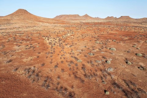 Arid land after years of drought planted with poisonous and resistant Damara milkbush