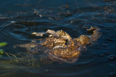 Common toad