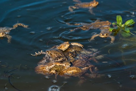 Common toad