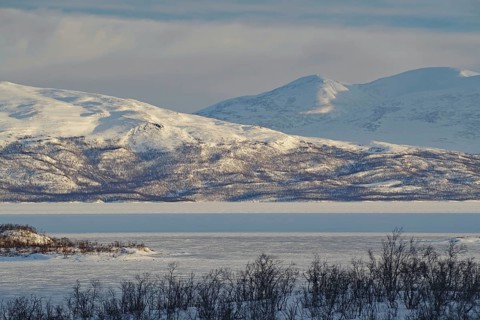 Snowy landscape and birch trees
