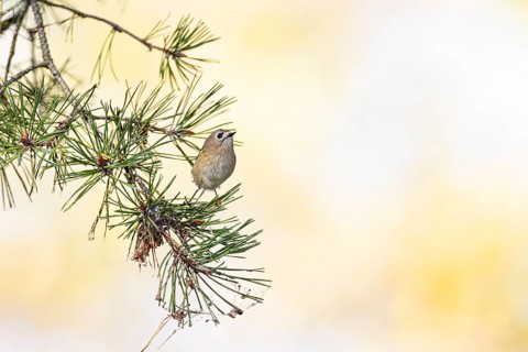 Goldcrest