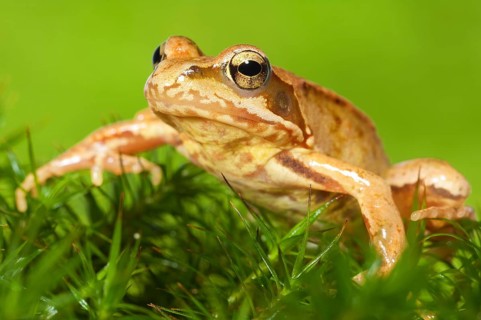 Common frog