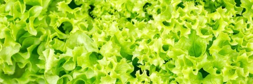 Endive Lettuce Endive Vegetable Background From Above Healthy Food Panorama