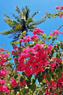 Bougainvillea