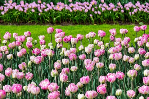 Pink tulips