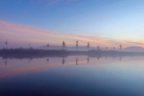 Landscape with Row of Trees Reflecting in Lake at Dawn with Morning Mist