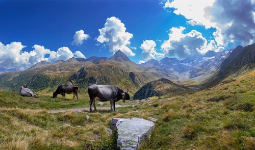 Alpine pasture farming