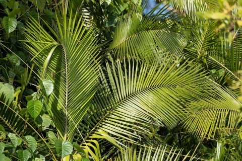 Australian fan palm