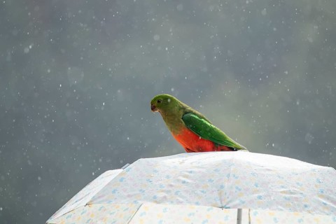 Australian king parrot