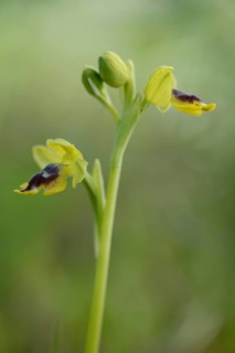 Yellow ophrys