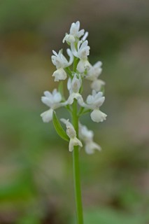 Roman dactylorhiza