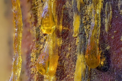 Tree resin of a european black pine