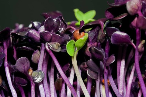 Red radish cress