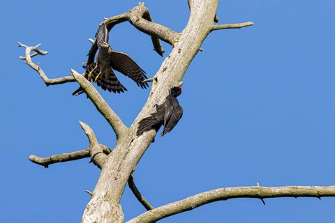 Eurasian sparrowhawk