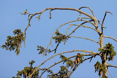 Great tit