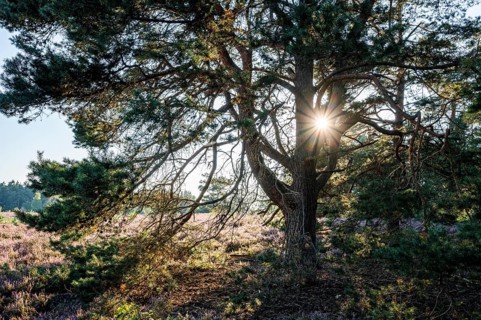 Old scots pine