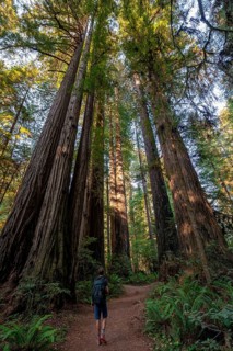 Hiker on trail through forest with coast redwoods
