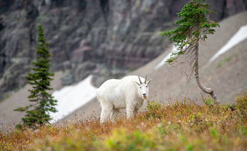 Mountain goat