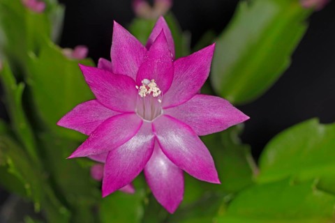 Red flower of a Schlumbergera from the cactus
