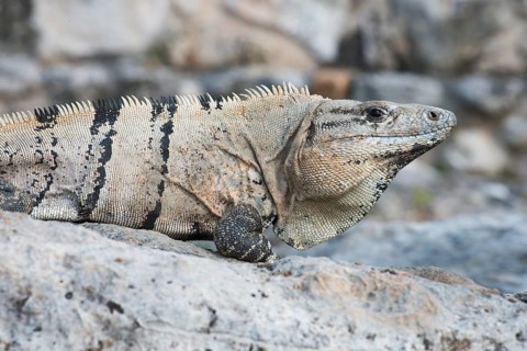 Black spiny-tailed iguana