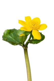 Flowering marsh marigolds